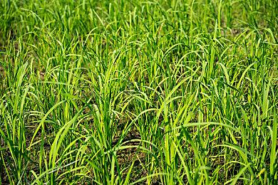 糖豆人 x 初音未来联动预告公开 9月22日上线