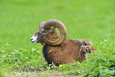 《浪人崛起》媒体赞誉宣传片 浪人武士来袭